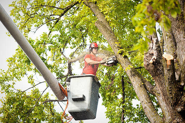 Large Tree Removal in Fairlawn, VA